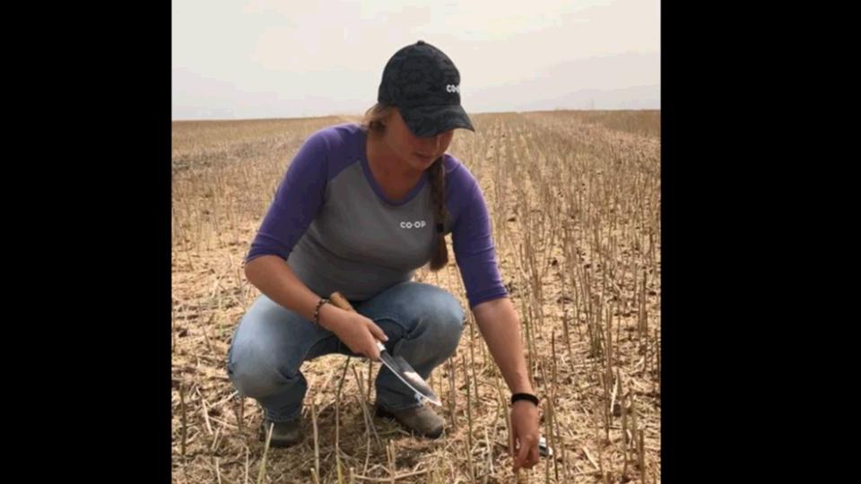 soil-sample-with-pembina-co-op-pembina-co-op